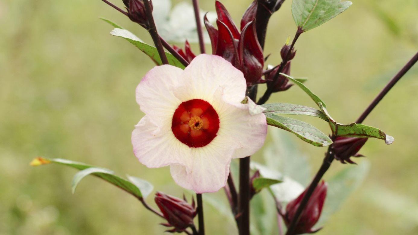 Growing Roselle Plants: Learn About The Uses And Benefits Of Roselle |  Gardening Know How, image size:1386x779