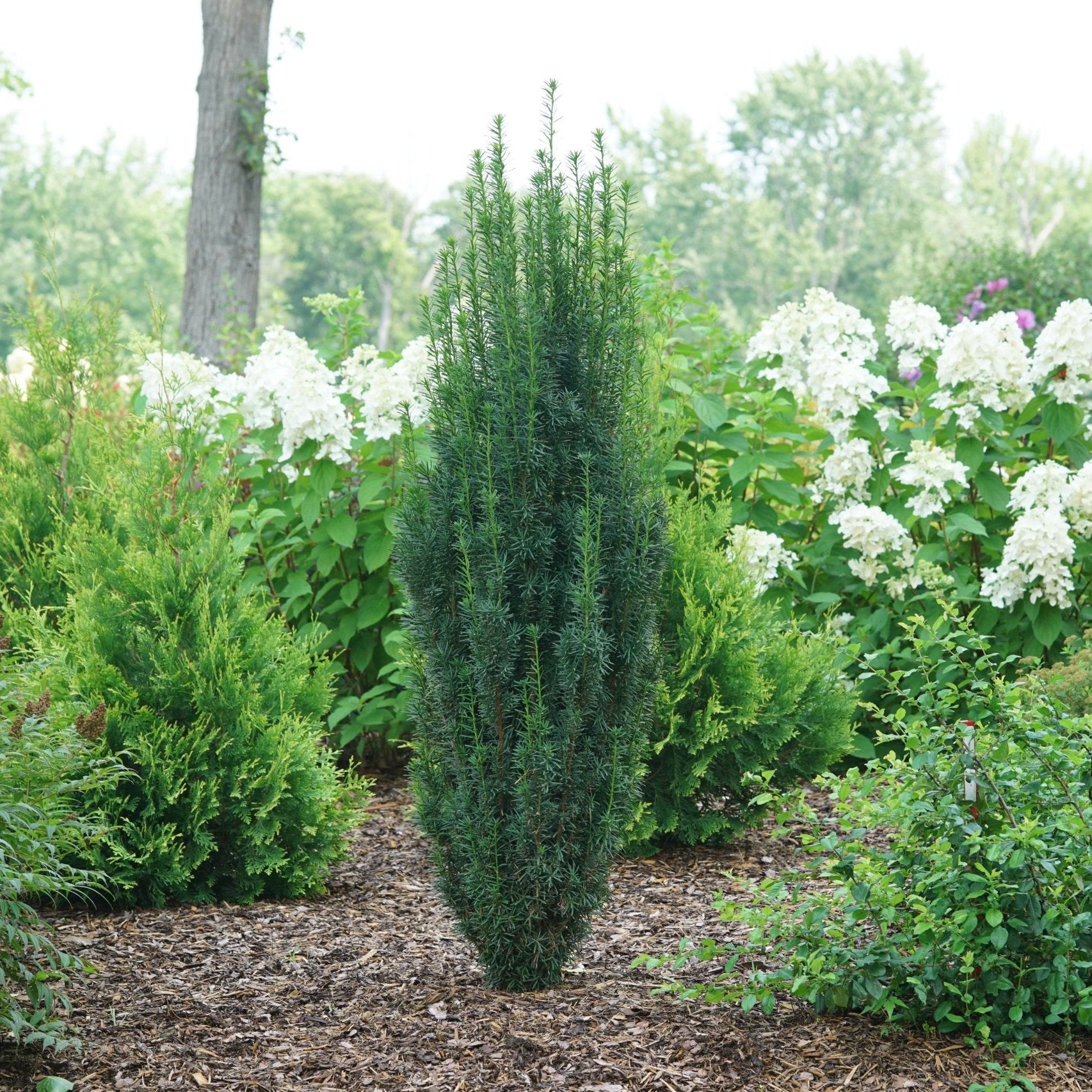 Stonehenge Skinny&amp;reg; Yew