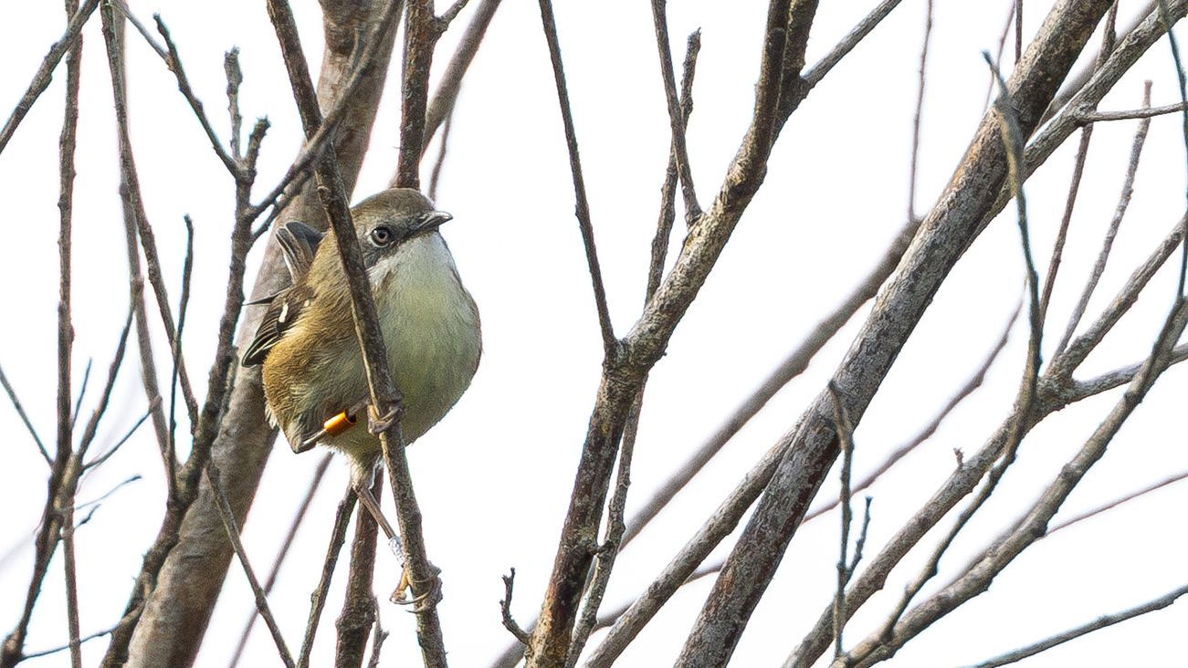 A critically endangered King Island Scrubtit photographed at Boulder Wildlife Sanctuary, a 200-hectare wildlife refuge on Tasmania&amp;rsquo;s King Island