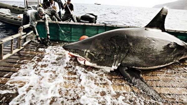 Q&A: 'Shark Men' Get Up Close with Great Whites | Live Science