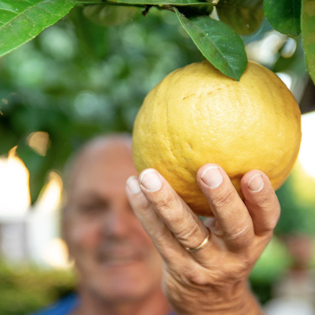 Ponderosa Lemon Tree 1-2 Feet High