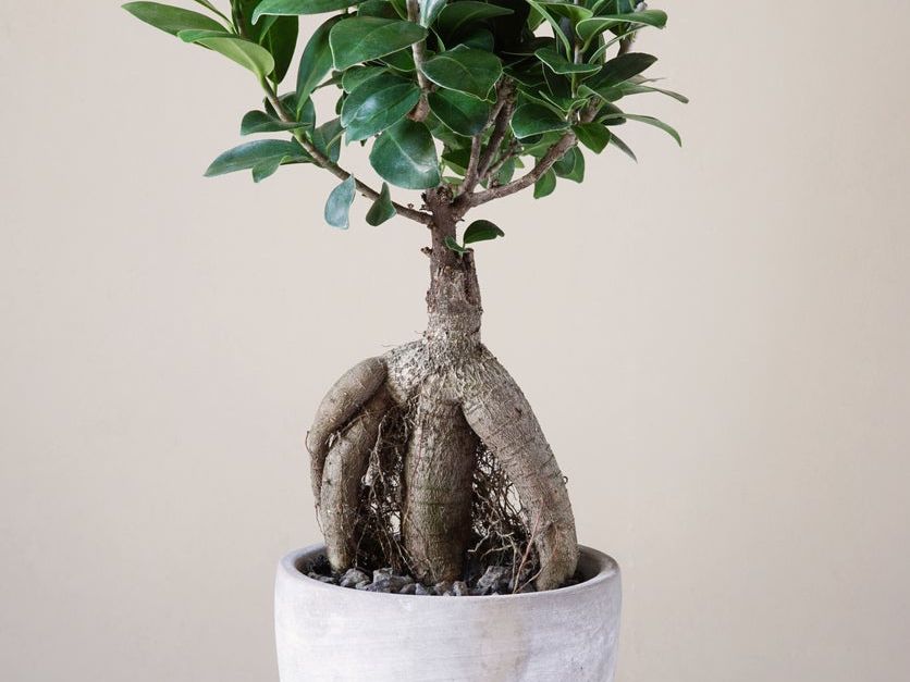 Ginseng Ficus Bonsai Care  Growing Ginseng Ficus As A Bonsai Tree |  Gardening Know How