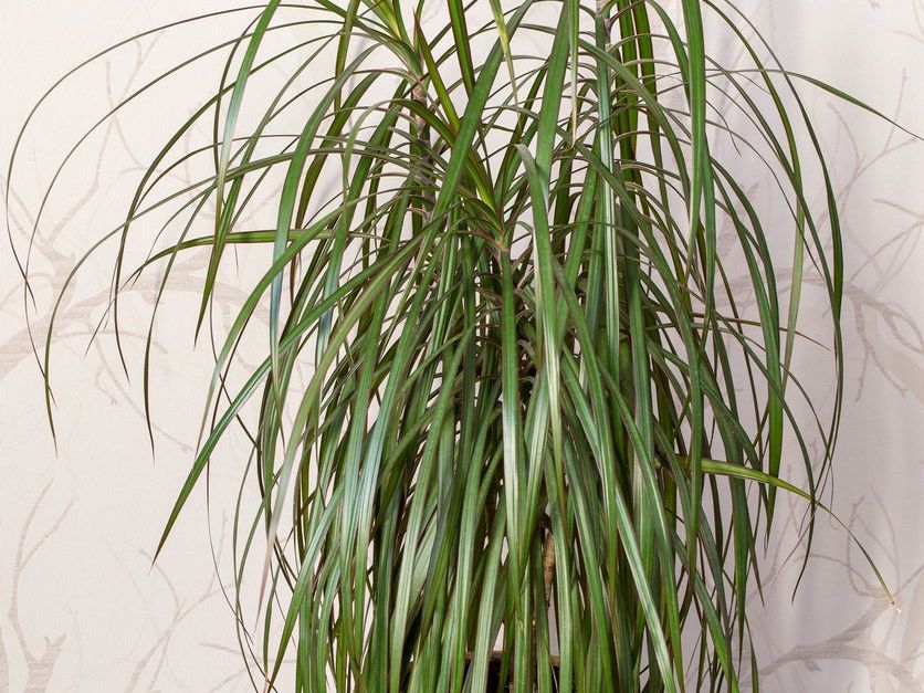 Houseplant For Allergies - Growing Houseplants For Allergy Relief |  Gardening Know How