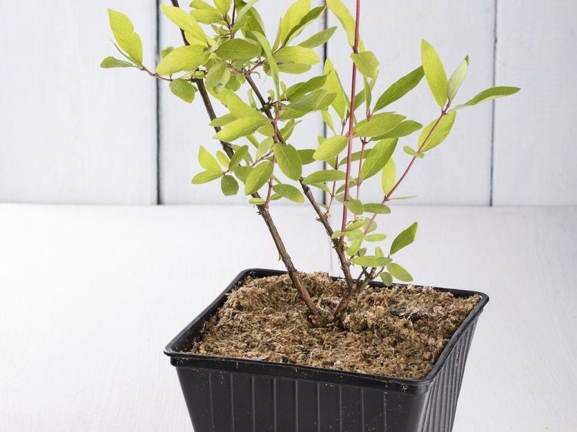 Honeysuckle Propagation - Learn How To Propagate Honeysuckles In The Garden  | Gardening Know How