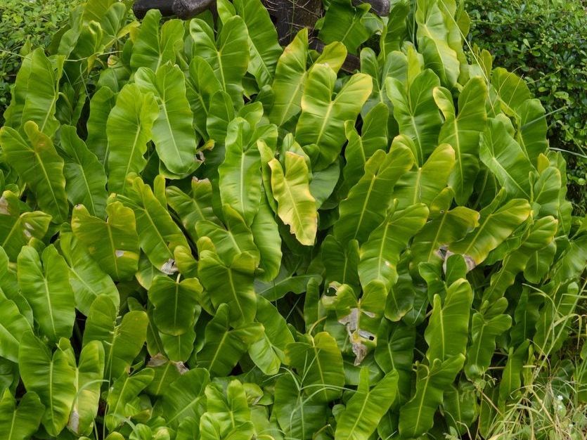 Can Philodendron Plants Grow Outdoors: Caring For Your Philodendron Outside  | Gardening Know How