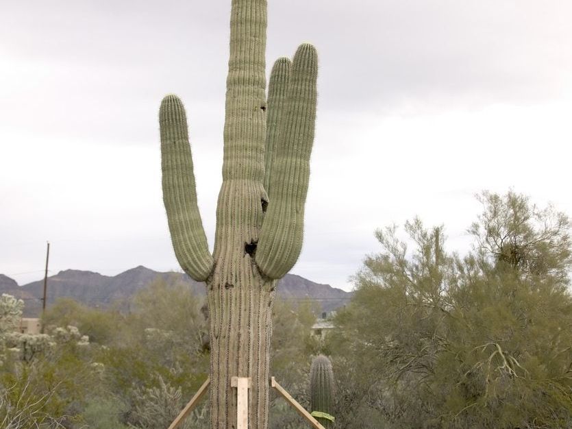 cactus canteen Giant Loop - Canteen Cactus 1 Gallon main image 0