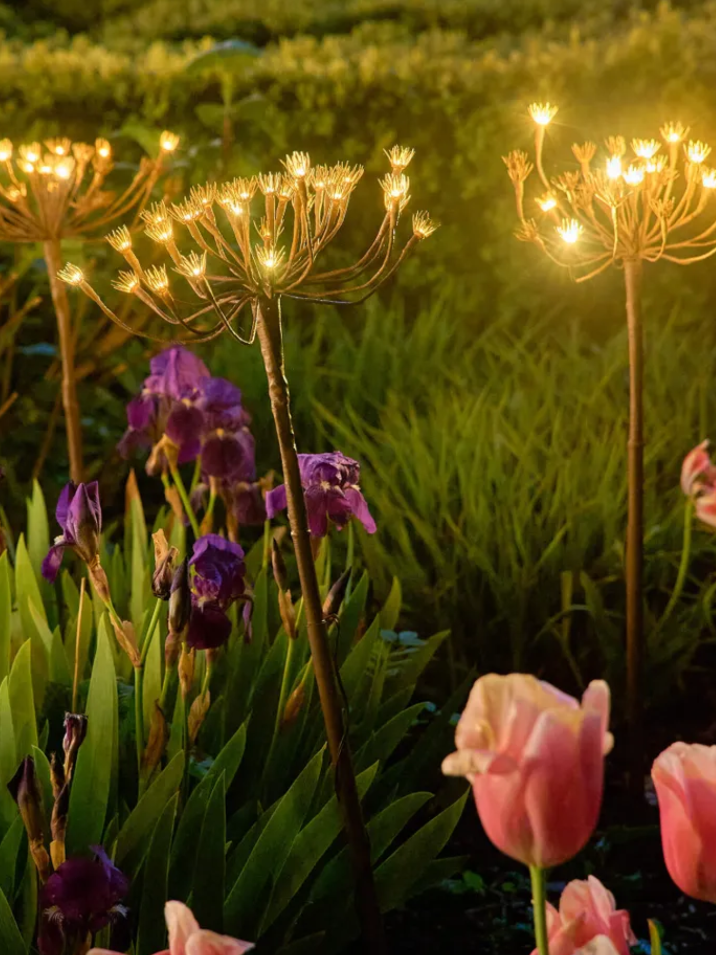 grahamandgreen, Wild Fennel Light