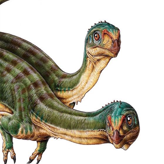 iLachica(イラチカ) dinosaur unionjack iLachica(イラチカ) dinosaur unionjack