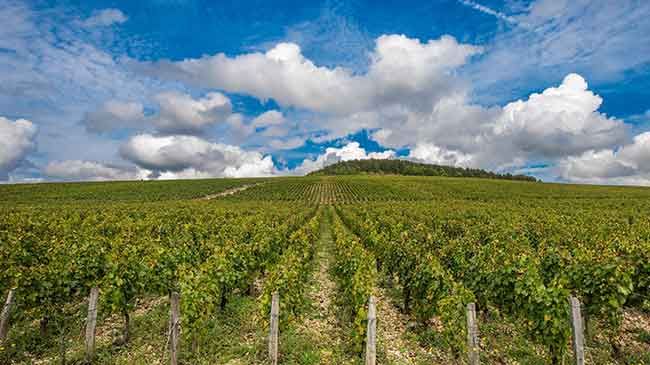 Chablis Cru 1998 | Decanter