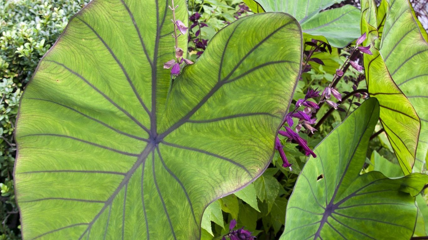 mammy croton plant care Codiaeum 'Mammi' main image 1