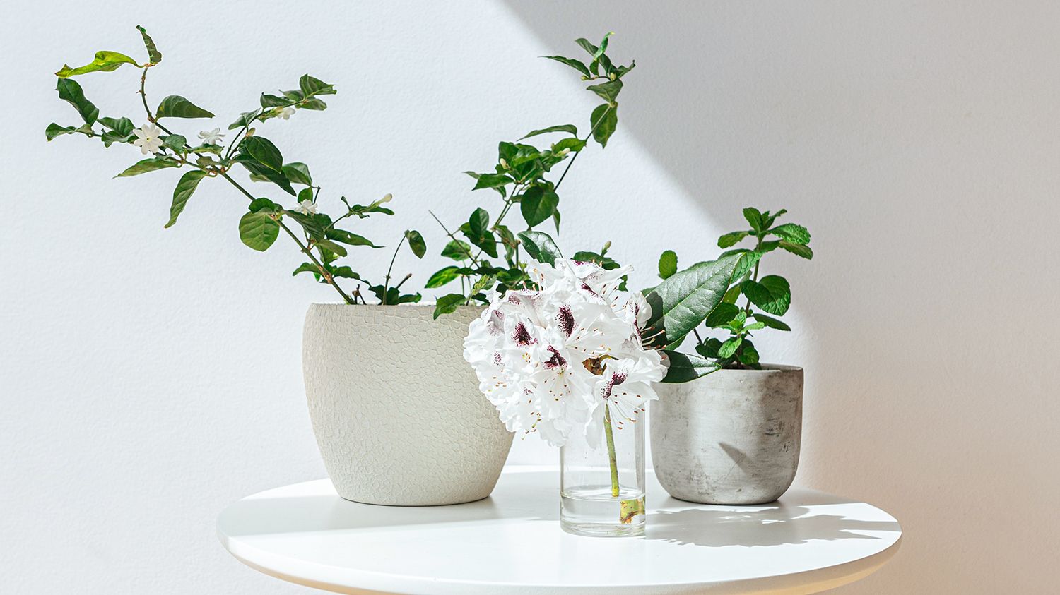 The 5 Best Indoor Plants for Clean Air to Add to Your Home | Who What Wear