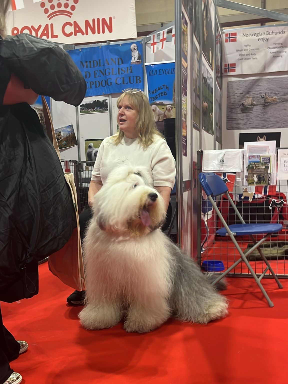 Old English sheepdog