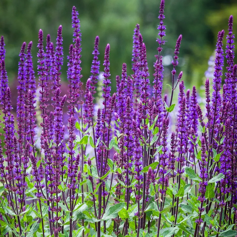 Salvia Nemorosa 'caradonna'