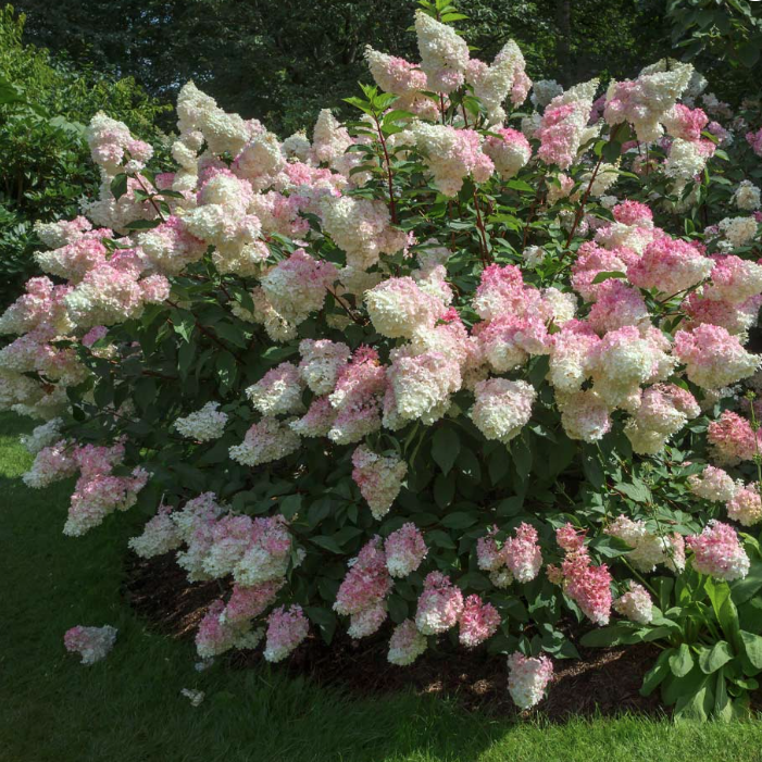 hydrangea vanilla strawberry