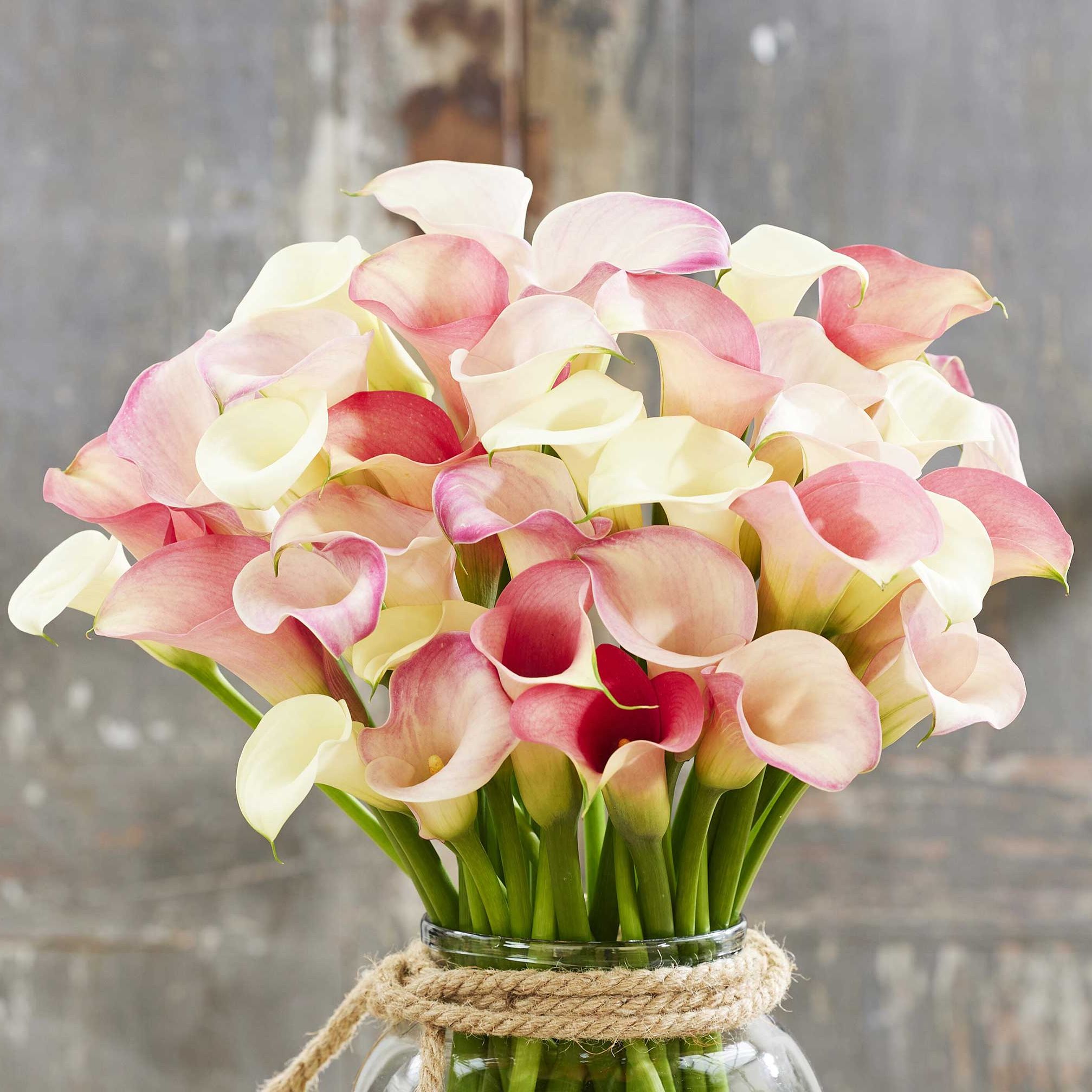Calla Lily Bulbs - Romantic Mix