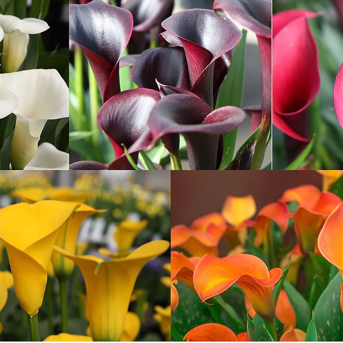 QVC Calla Lillies