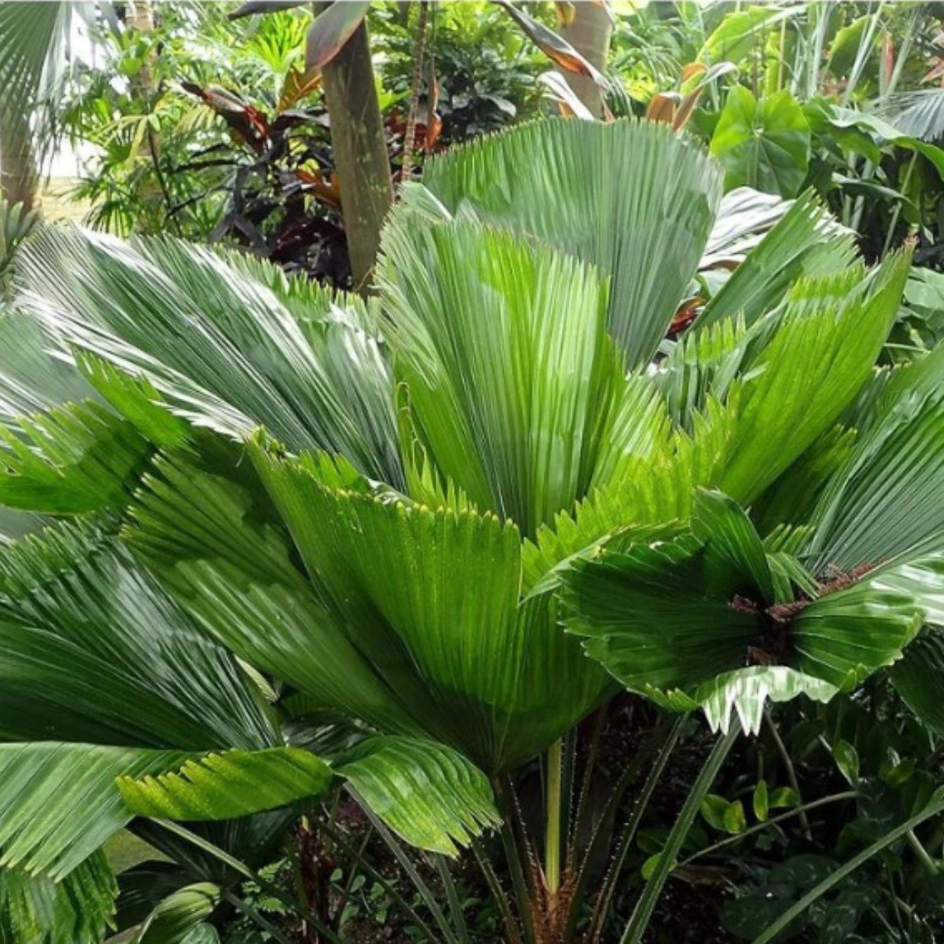 Palm Tree