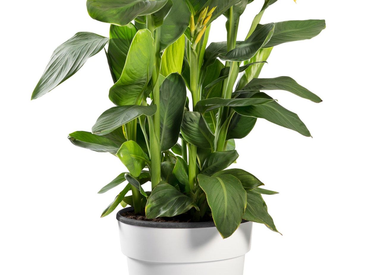Potting A Canna Lily - Caring For Cannas In Containers | Gardening Know How