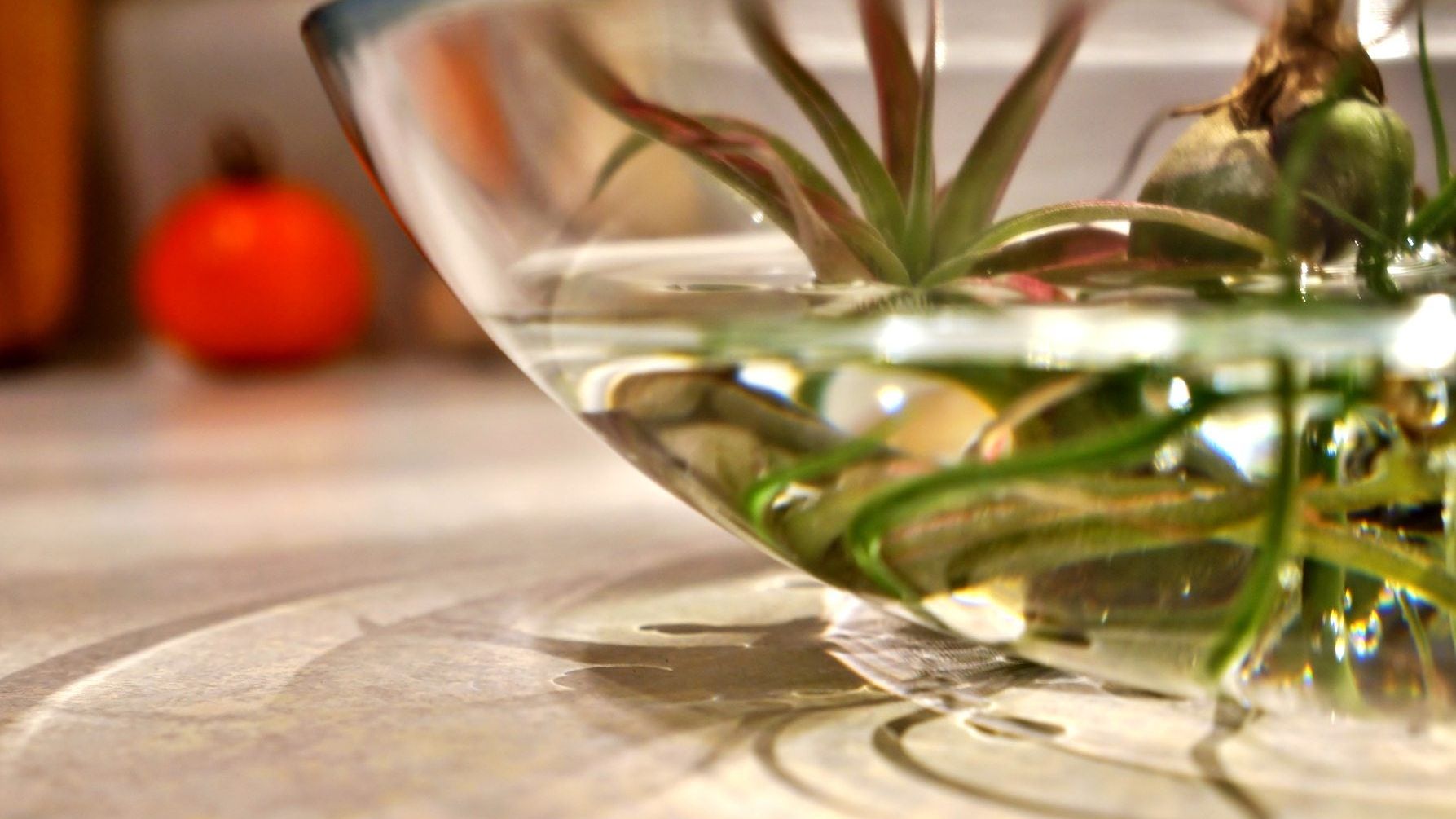Why Do My Air Plants Keep Dying - Tips On How To Revive An Air Plant |  Gardening Know How