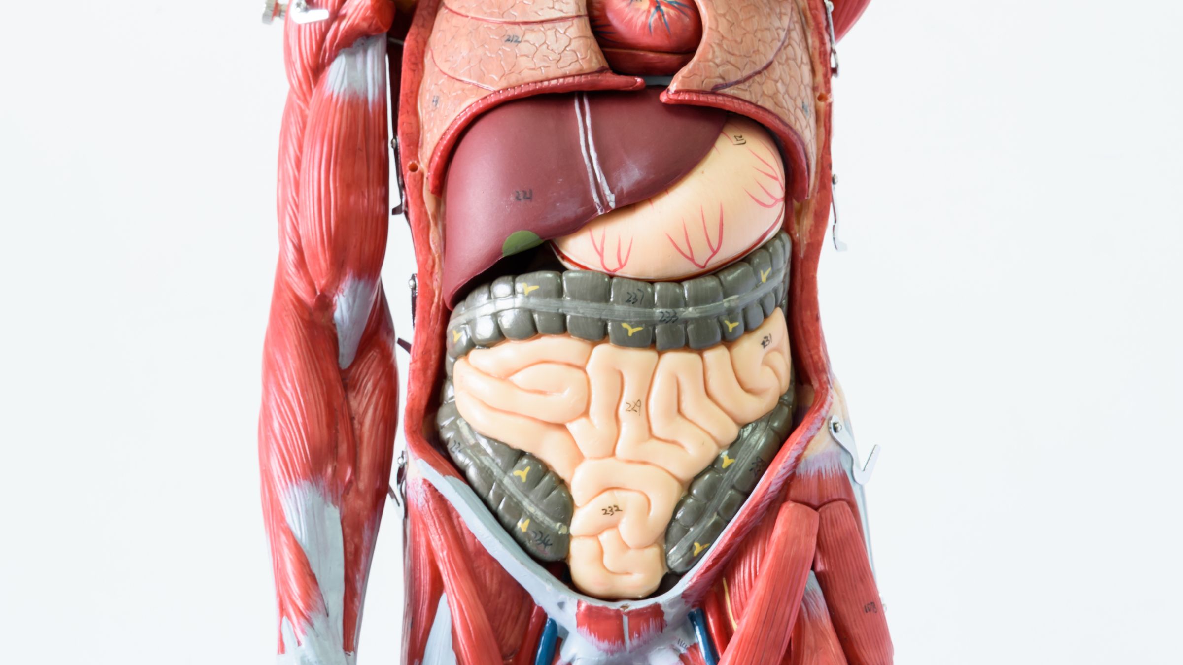 How many organs are in the human body? | Live Science, image size:2400x1350