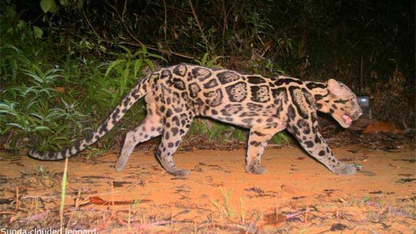 シム・シメール、【THE LITTLE CLOUDED LEOPARD】 The Clouded 88cm Ceramic Leopard