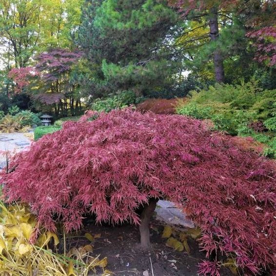 Inaba Shidare Japanese Maple