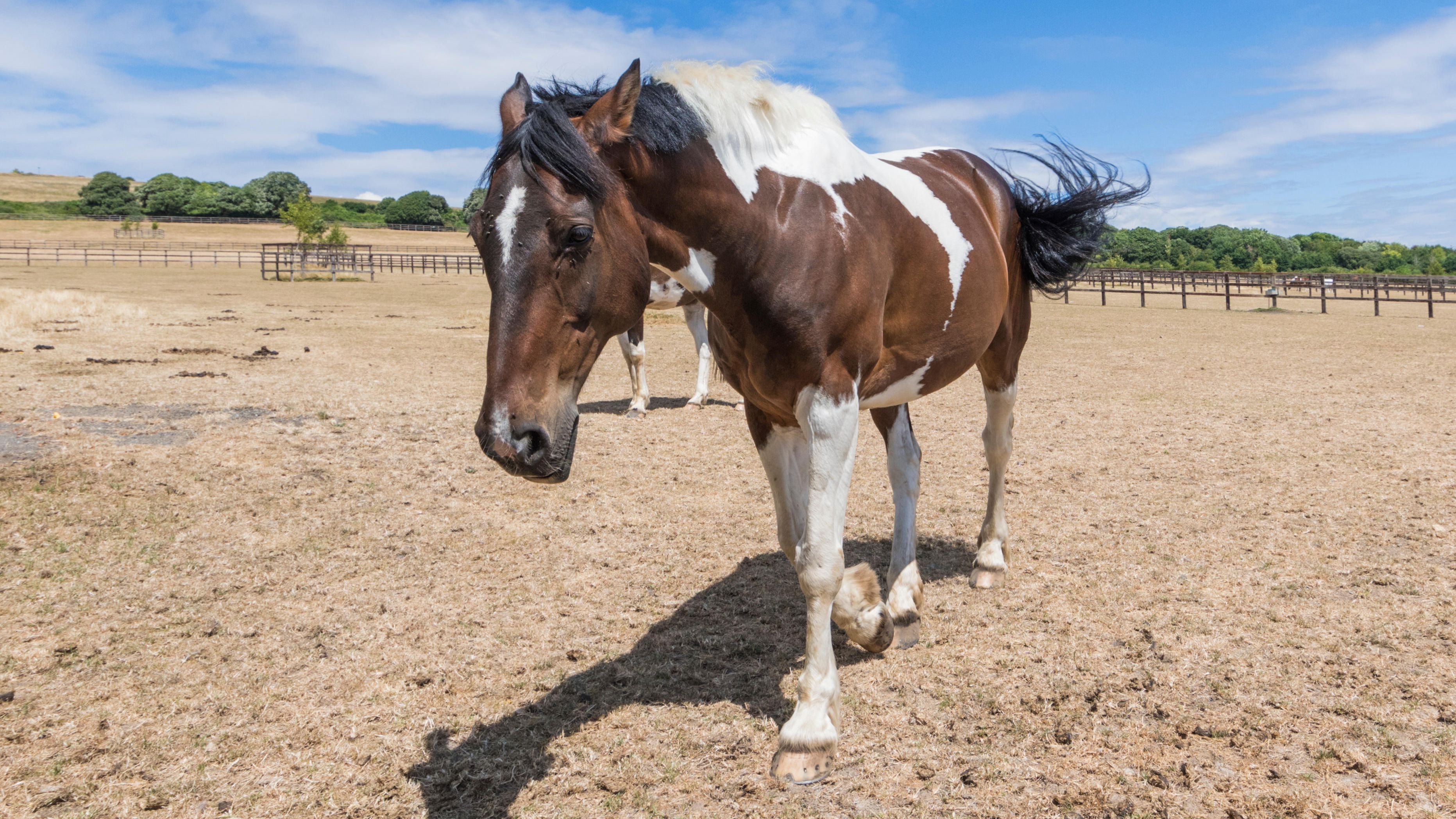 Horse walking towards camera in dry, brown field