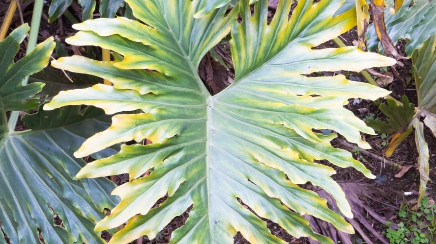 buy pink princess philodendron canada Philodendron Pink Princess main image 0