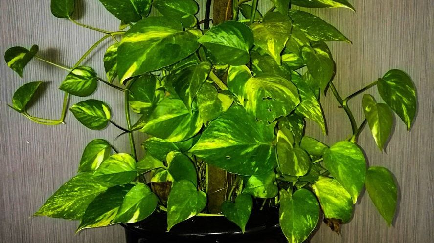 Transpiration Of Houseplants - Learn About Plants That Add Humidity To Home  | Gardening Know How