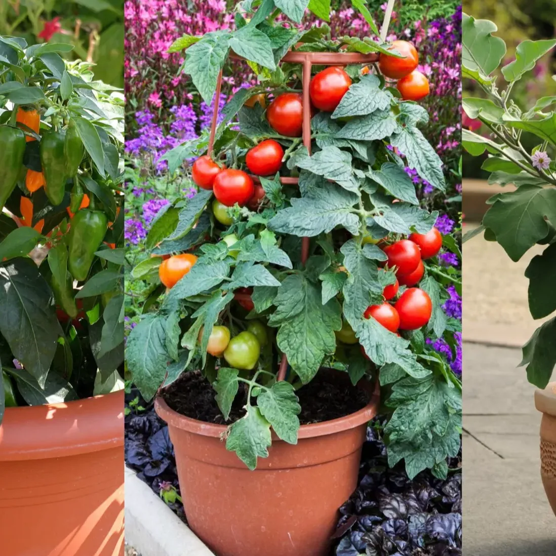 Roberta's 3-Piece Patio Veggies Variety-Pak Live Plants
