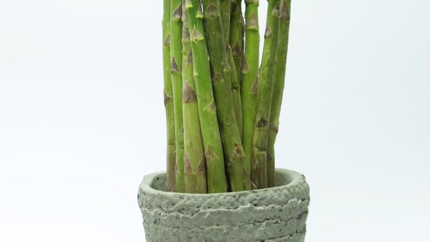 Growing Asparagus In A Planter: Caring For Container Grown Asparagus |  Gardening Know How