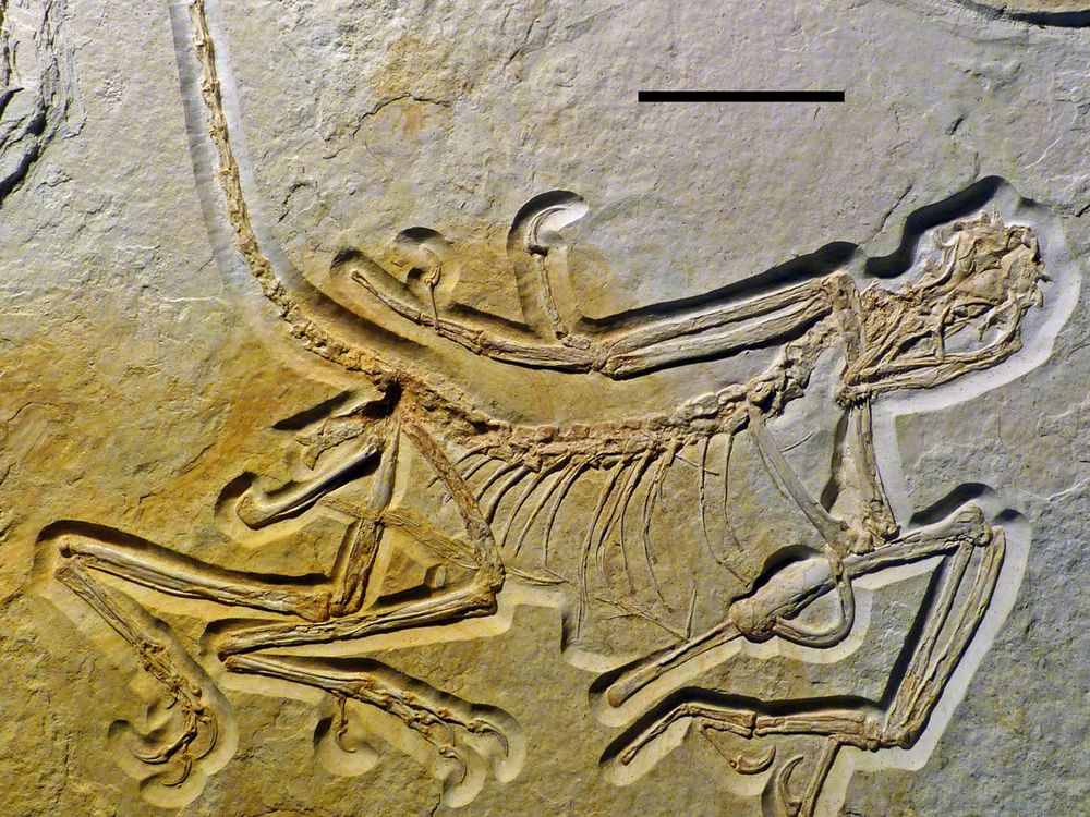 ○【擦れあり】Argivian Archaeologist1枚