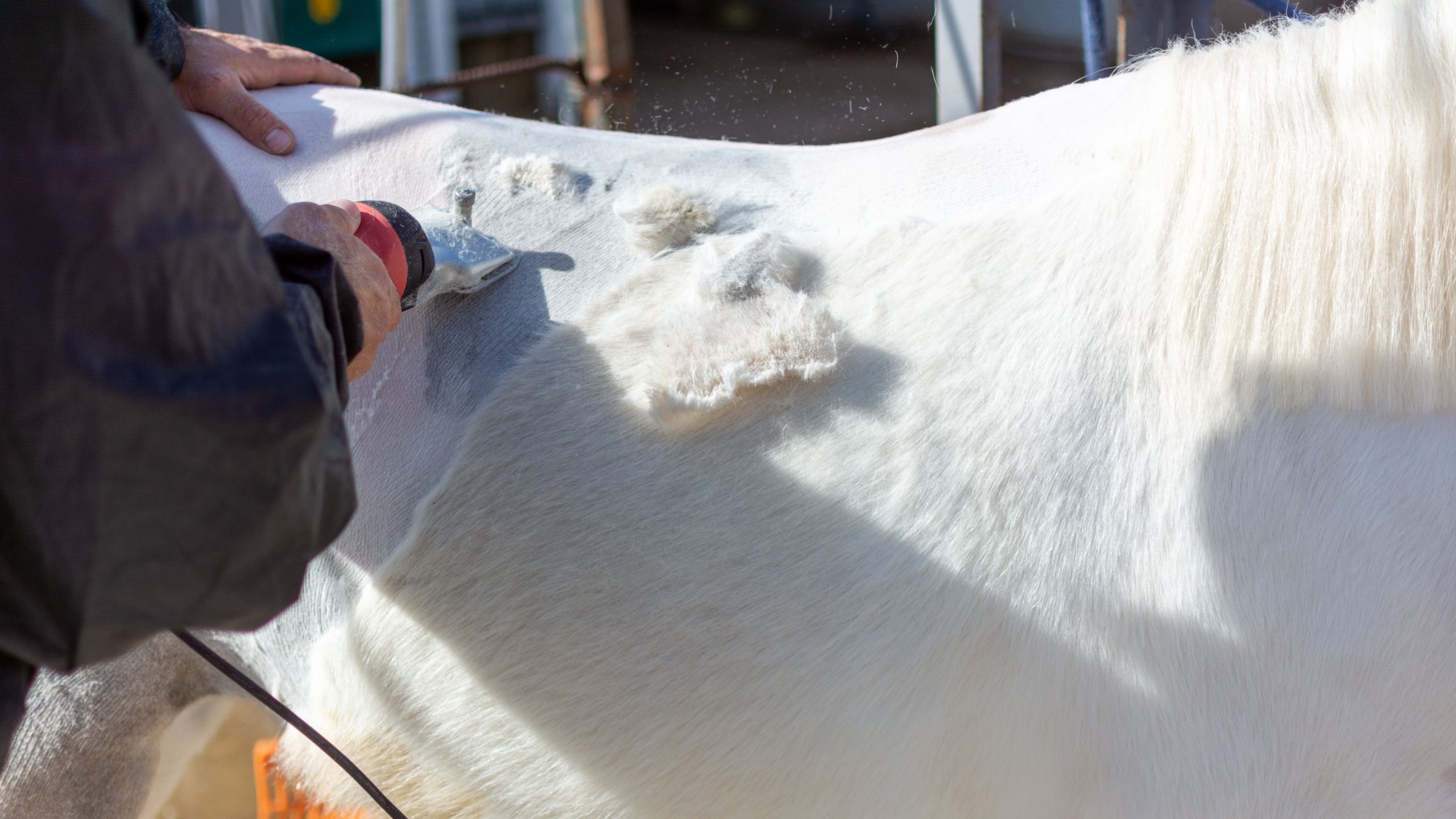 Close up of man clipping a grey pony