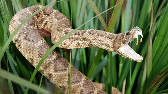 Why We Fear Snakes | Live Science