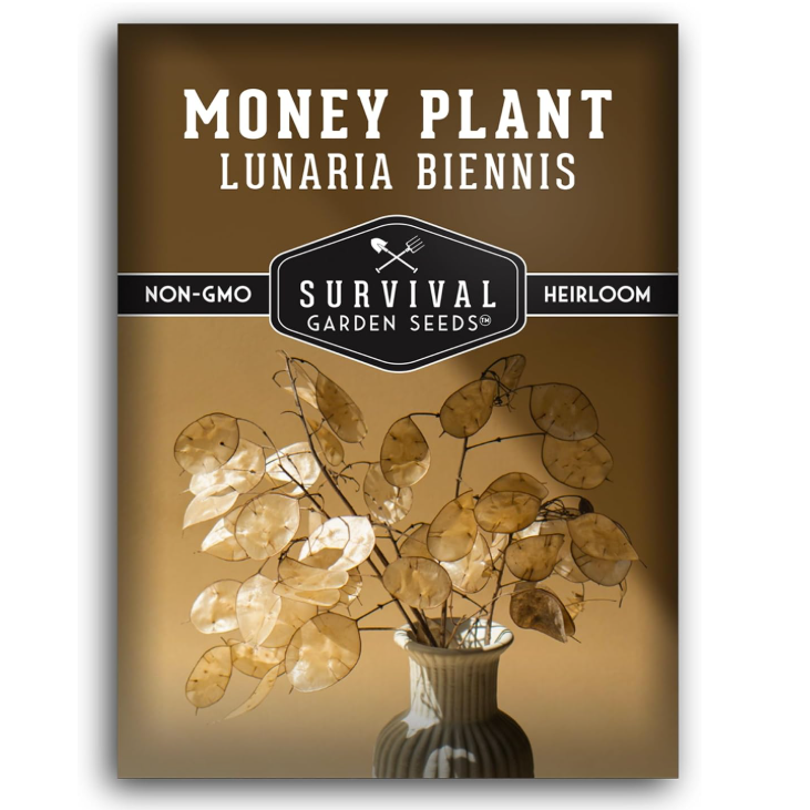 Amazon lunaria seeds