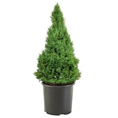 Expert Gardener 1 Gallon Dwarf Alberta Spruce Evergreen Live Shrub