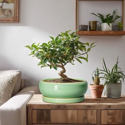 Epfamily Succulent Planters - 8 Inch Ceramic Bonsai Pots With Drainage Hole and Plant Tray, Round Planter for Indoor Outdoor Plants, Shallow Planter Bowl, Room Decor, Housewarming Gifts, Light Green