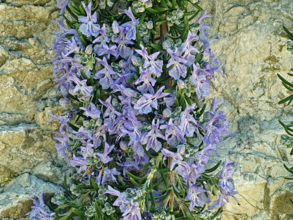 Prostrate Rosemary Plants - What Is Creeping Rosemary | Gardening Know How