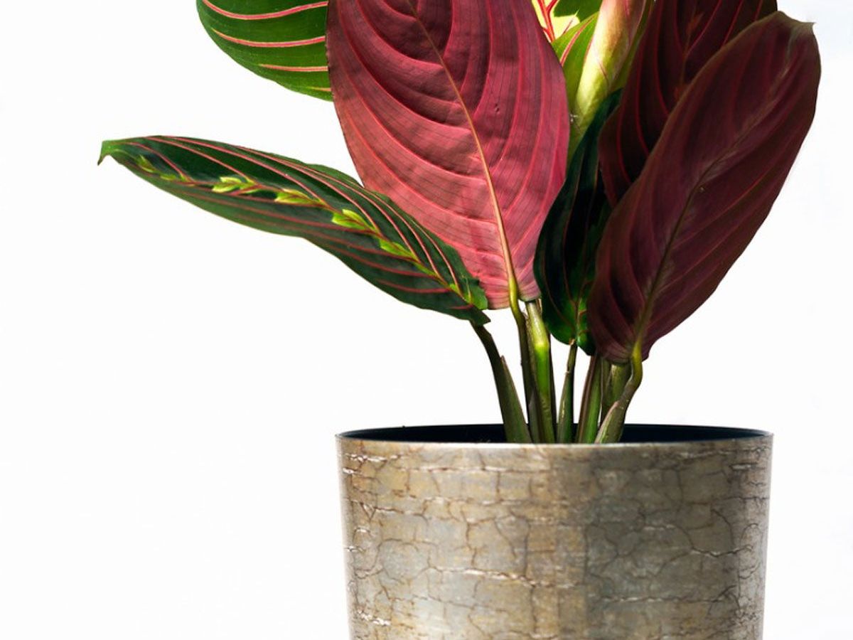 Calathea Winter Care  How To Overwinter A Calathea Plant | Gardening Know  How