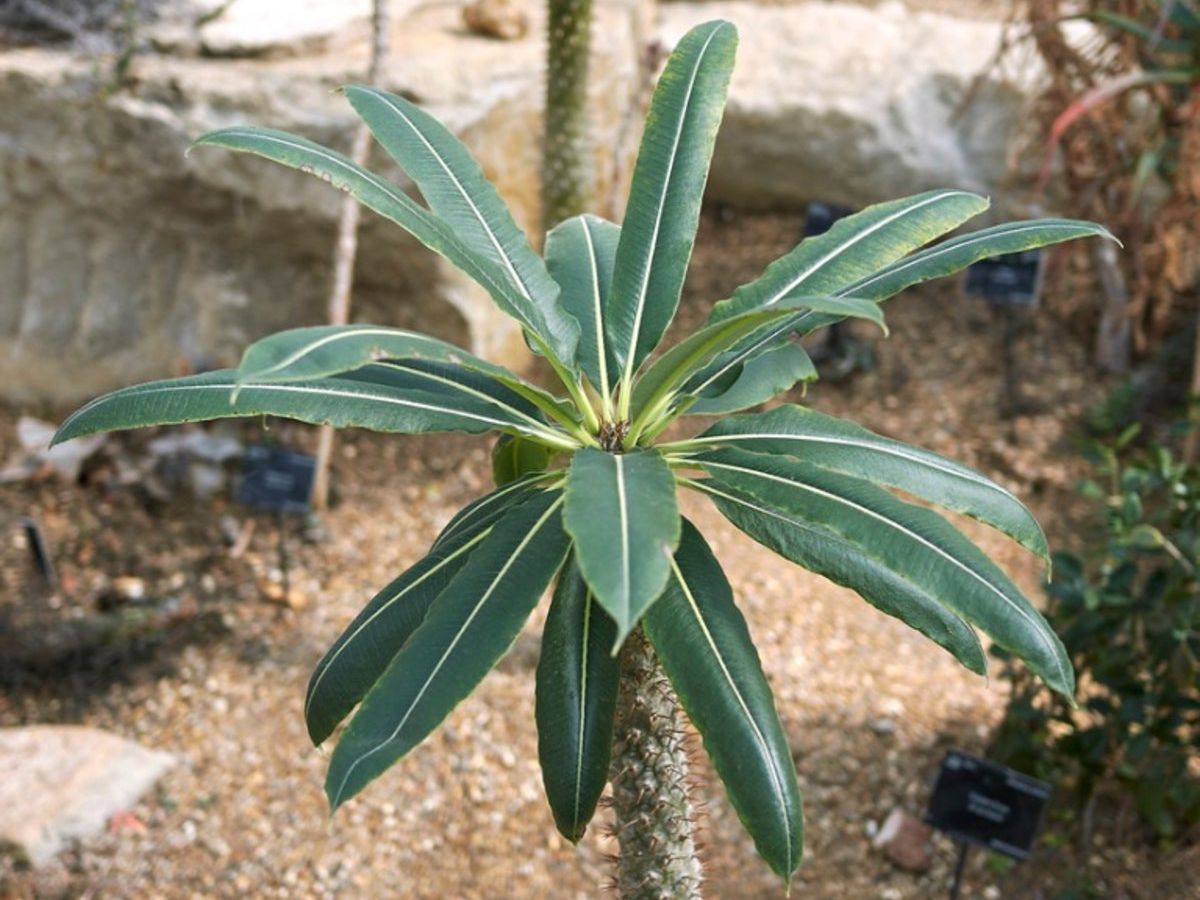 is monstera a philodendron Philodendron Monstera Split-Leaf – House by the Side of the Road main image 0