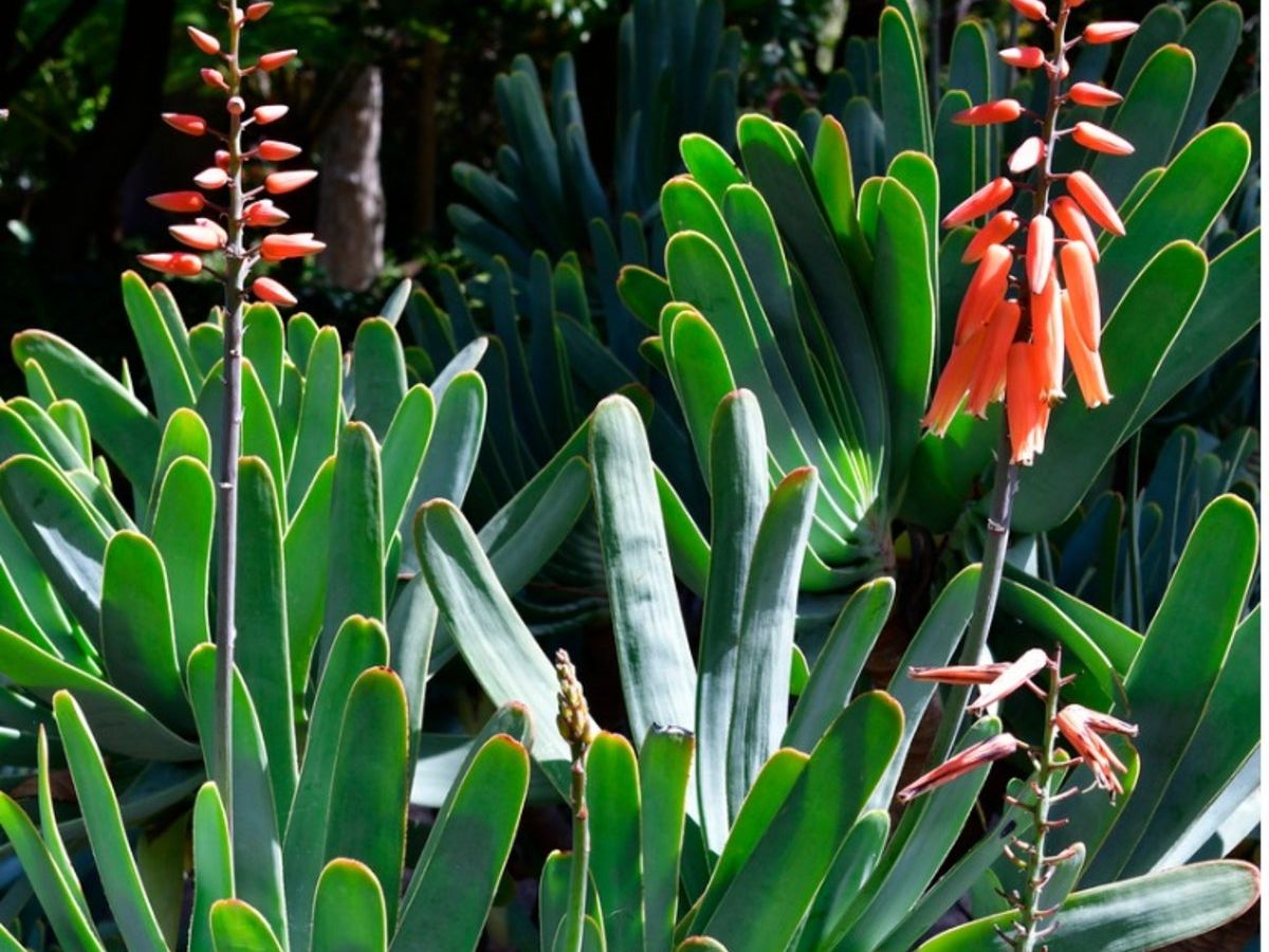 aloe vera gel gegen pickel Salicylsäure Spot Gel gegen Pickel und verstopfte Poren — Salicylsäure Spot  Gel klärt fettige Haut und entfernt Talg. Effektive Pflege mit main image 0