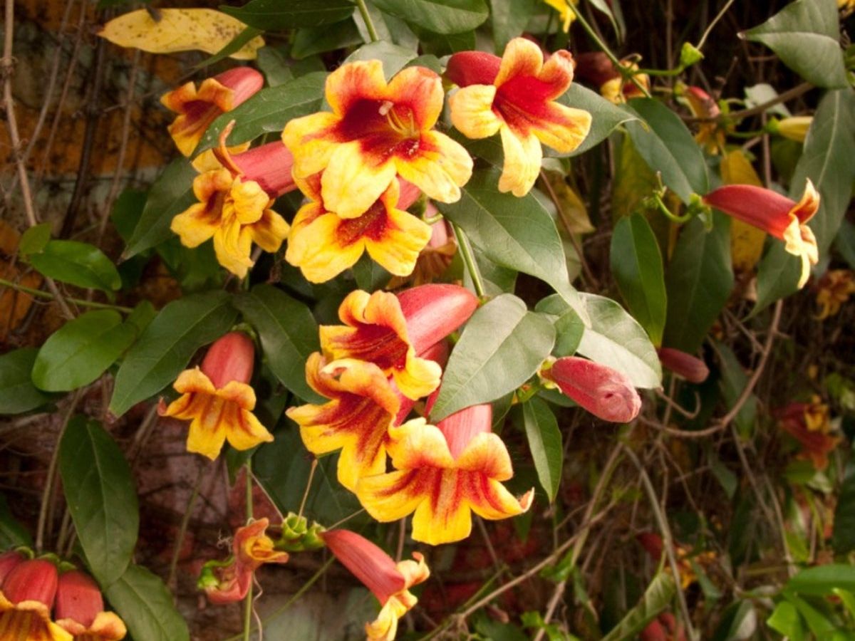 Crossvine Growing Conditions - Learn About The Care Of Crossvine Plants |  Gardening Know How, image size:1200x900