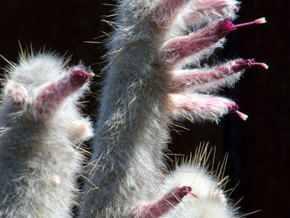 cereus jamacaru cuddly cactus Cuddly Cactus – Hey Rooted main image 1