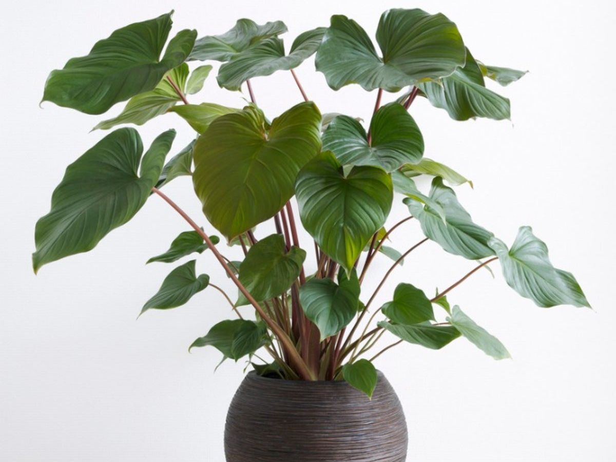 Homalomena Care - Tips For Growing Homalomena Plants | Gardening 