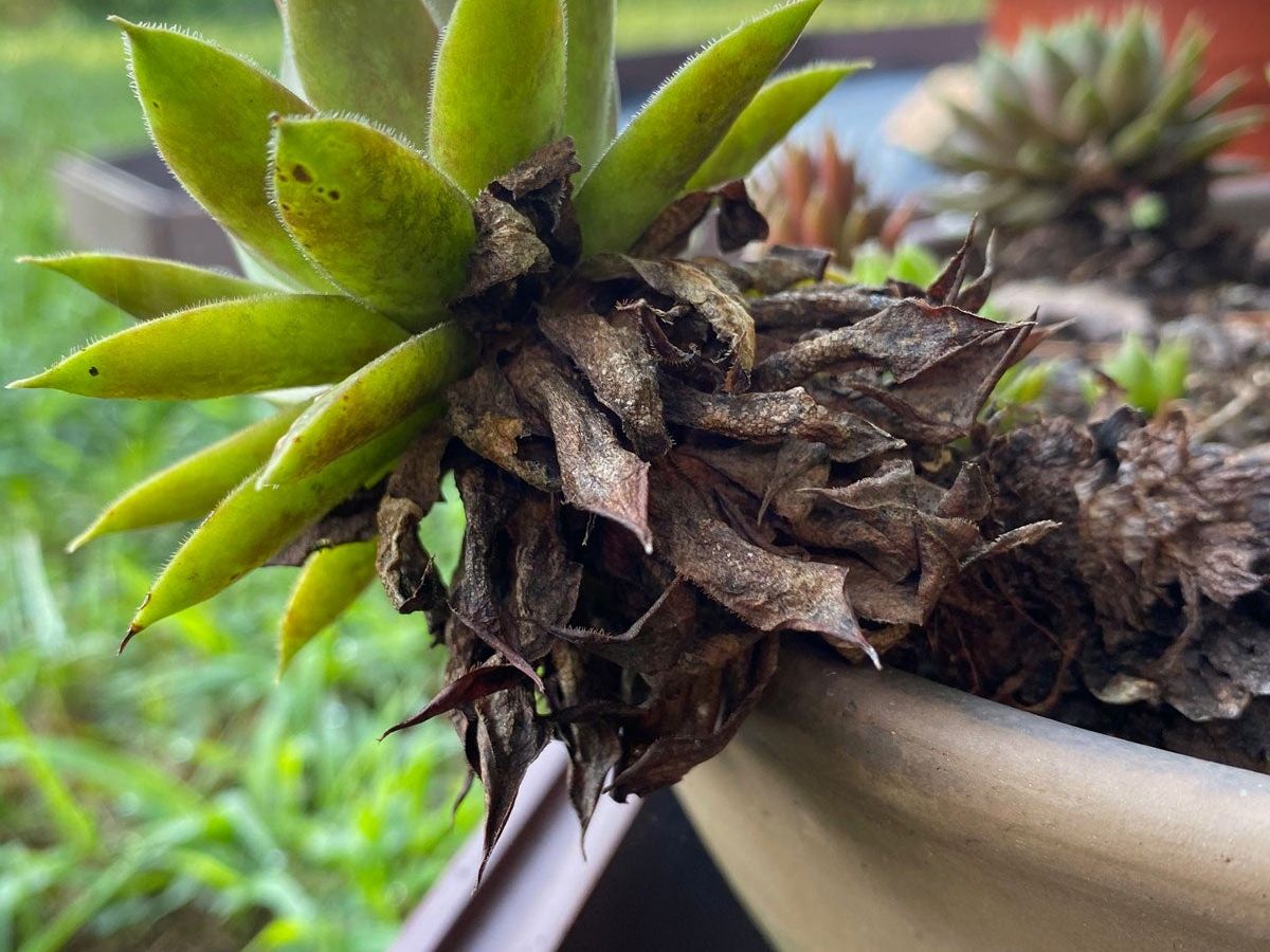 Why Are Hen And Chicks Dying  Saving A Dying Sempervivum Plant | Gardening  Know How