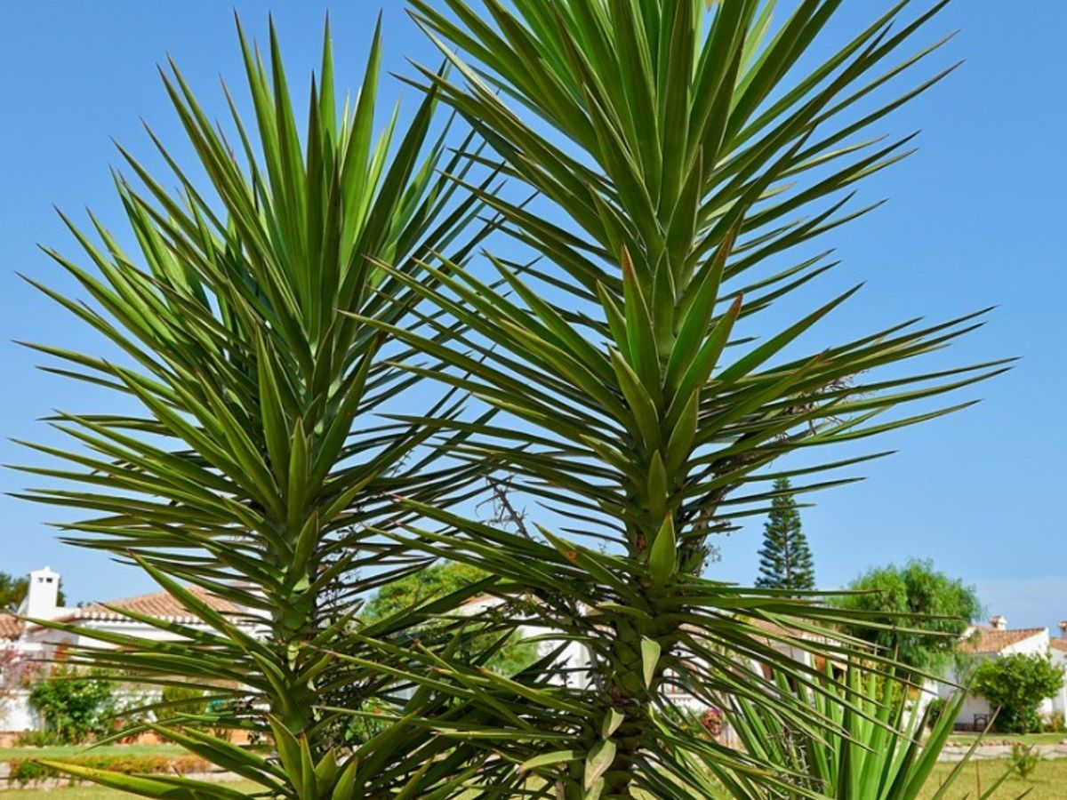 Managing Pests On Yucca - Tips For Yucca Plant Pest Control