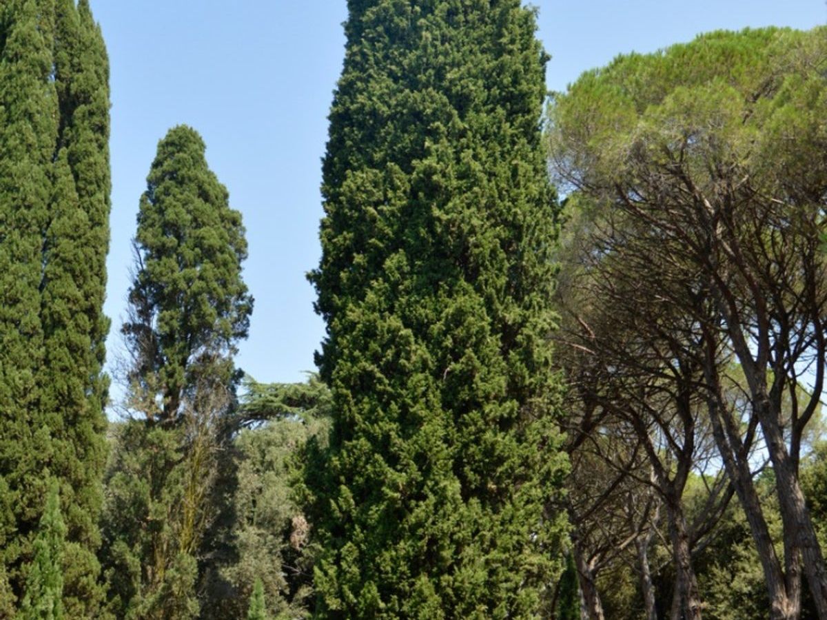thuja plicata '4ever goldy' Thuja 'Forever Goldy'