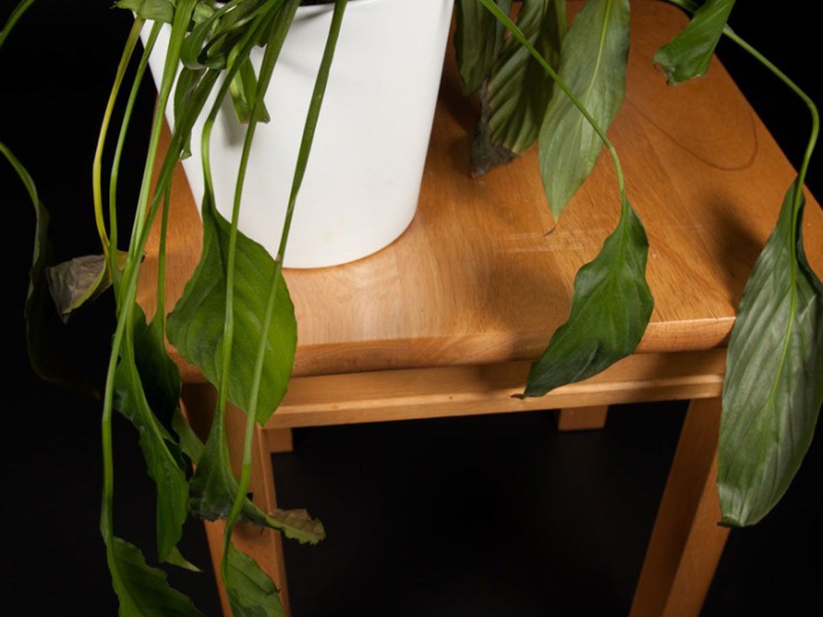 What Causes Peace Lily Leaves To Turn Yellow Or Brown