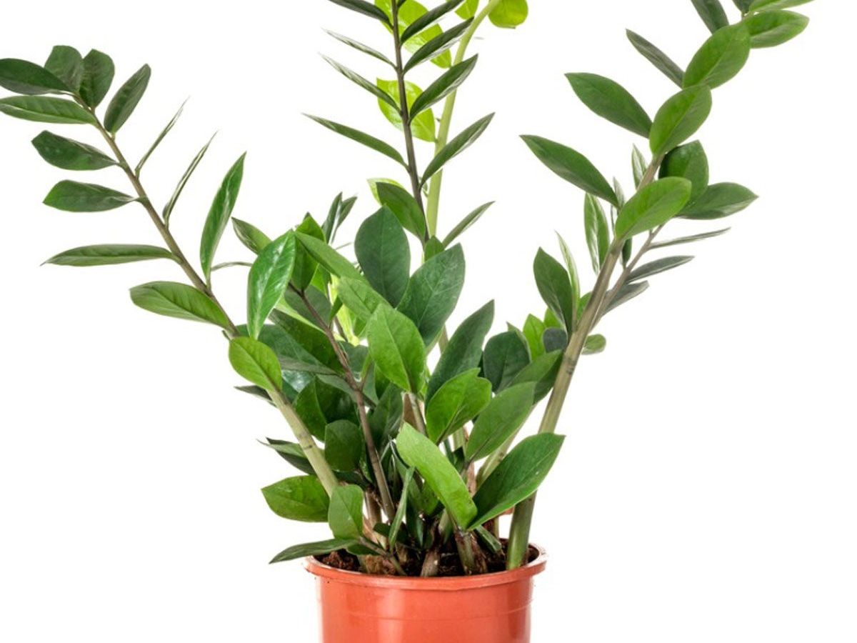 ZZ Plant Leaf Propagation: How To Root ZZ Plant Cuttings | Gardening Know  How