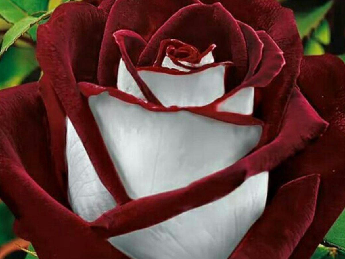 Osiria Rose Information - Learn About The Osiria Hybrid Tea Rose